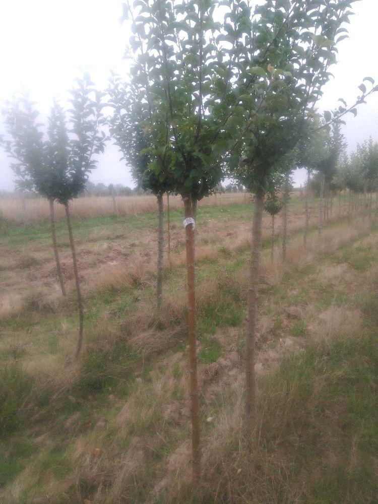 Pommier - Teint Frais - Tige Demi - Force 1 - Autre