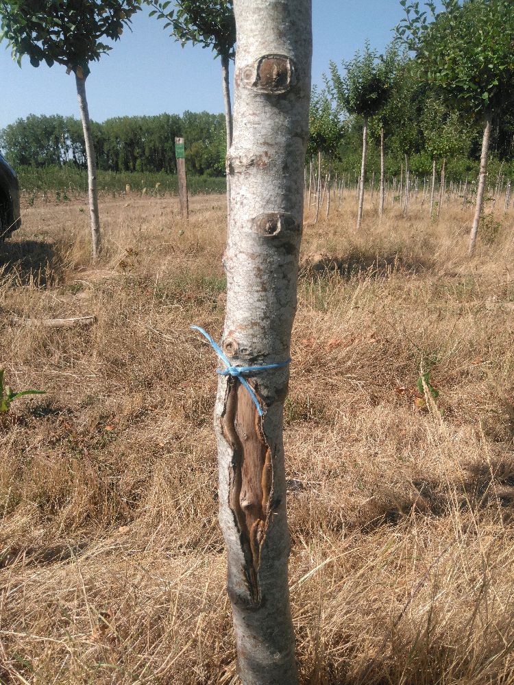 Pommier - Transparente de Croncels - Tige Haute - Force 4 - Cicatrice