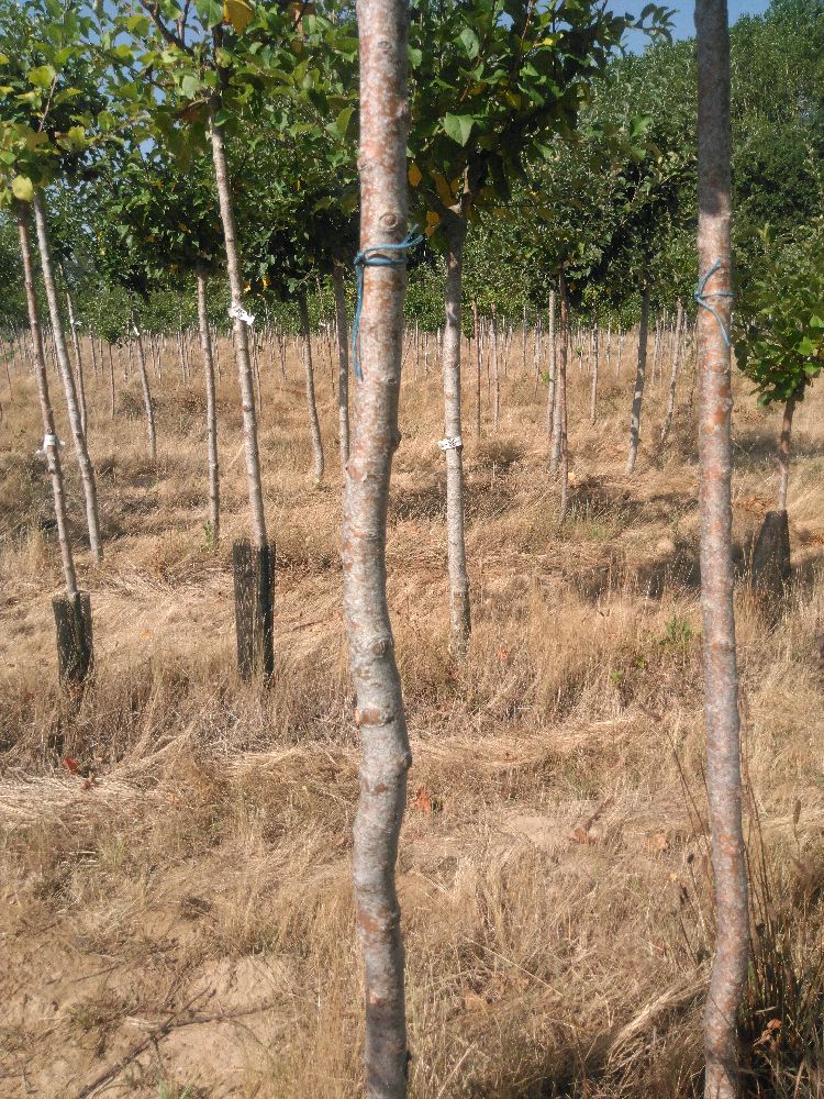 Pommier - Transparente de Croncels - Tige Haute - Force 3 - Penché