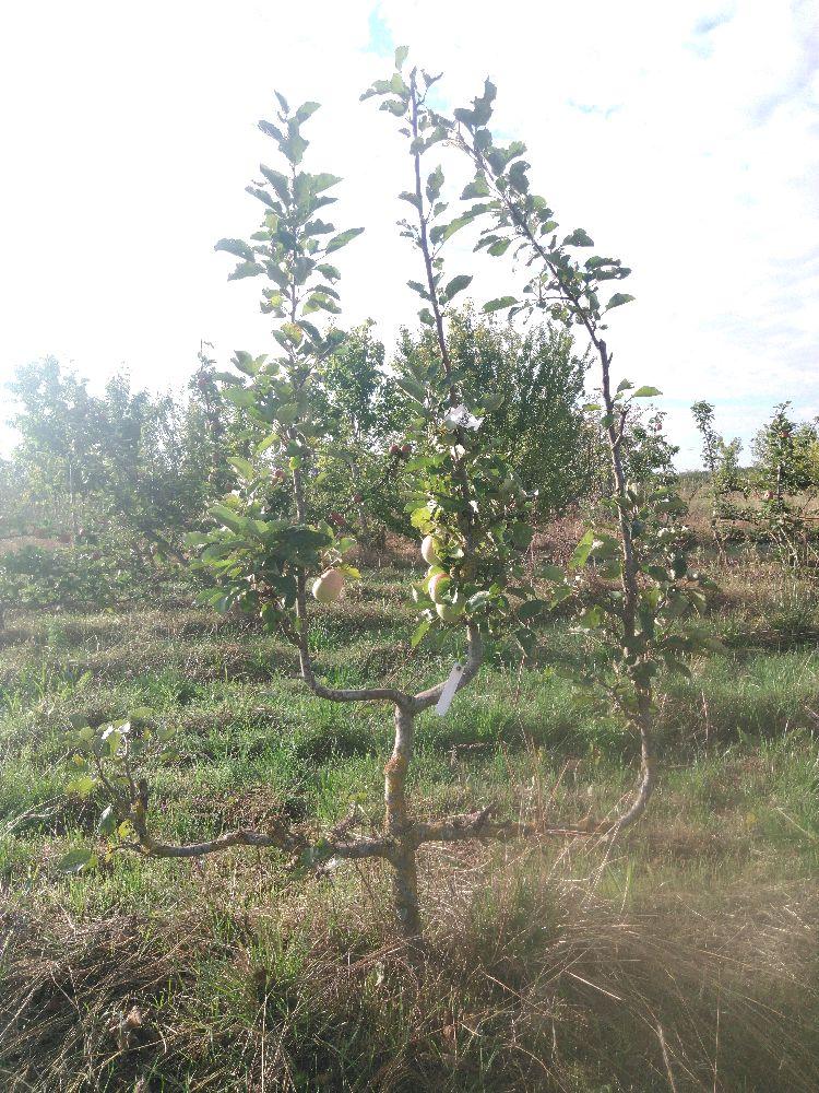 Pommier - Transparente de Croncels - Verrier 4 Bras - Force 2 - Autre