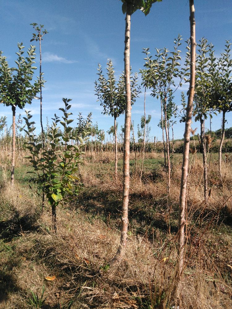 Pommier - de Flandres - Tige Haute - Force 1 - Autre