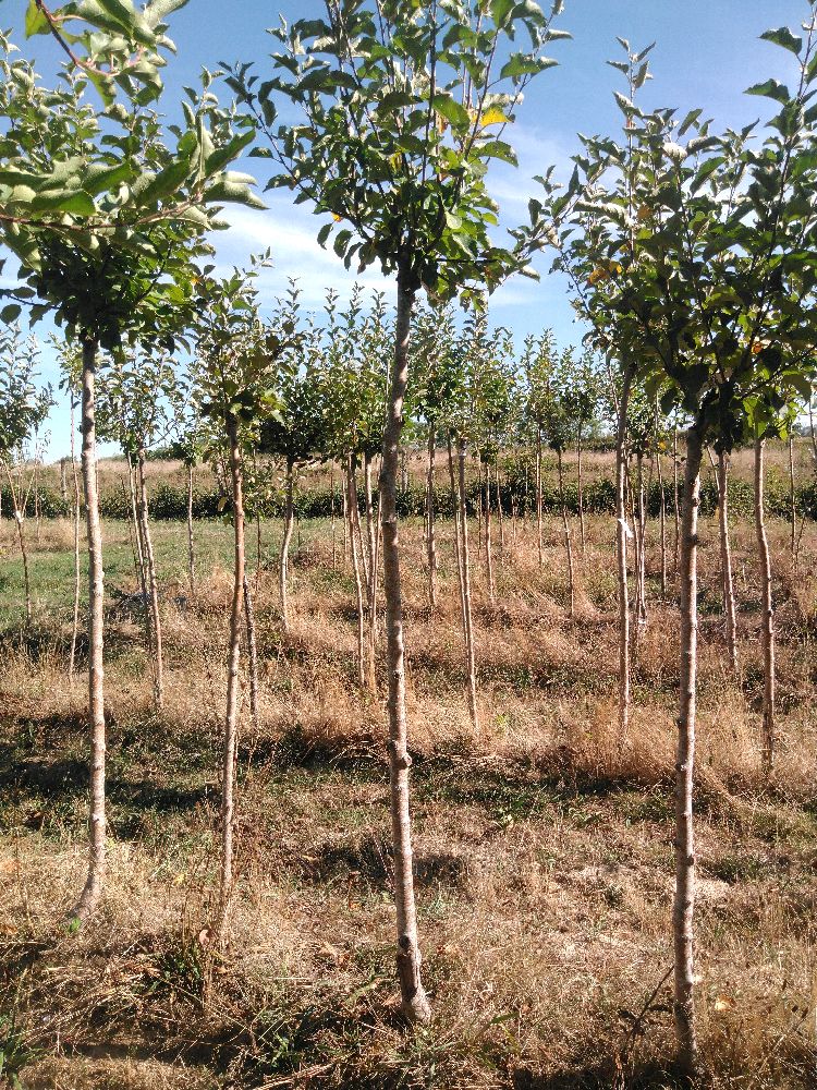 Pommier - de Lestre - Tige Haute - Force 1 - Cicatrice