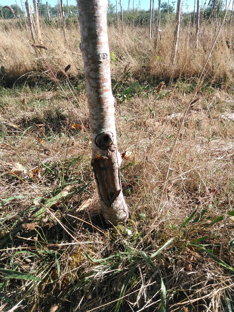 Pommier - de Lestre - Tige Haute - Force 1 - Cicatrice