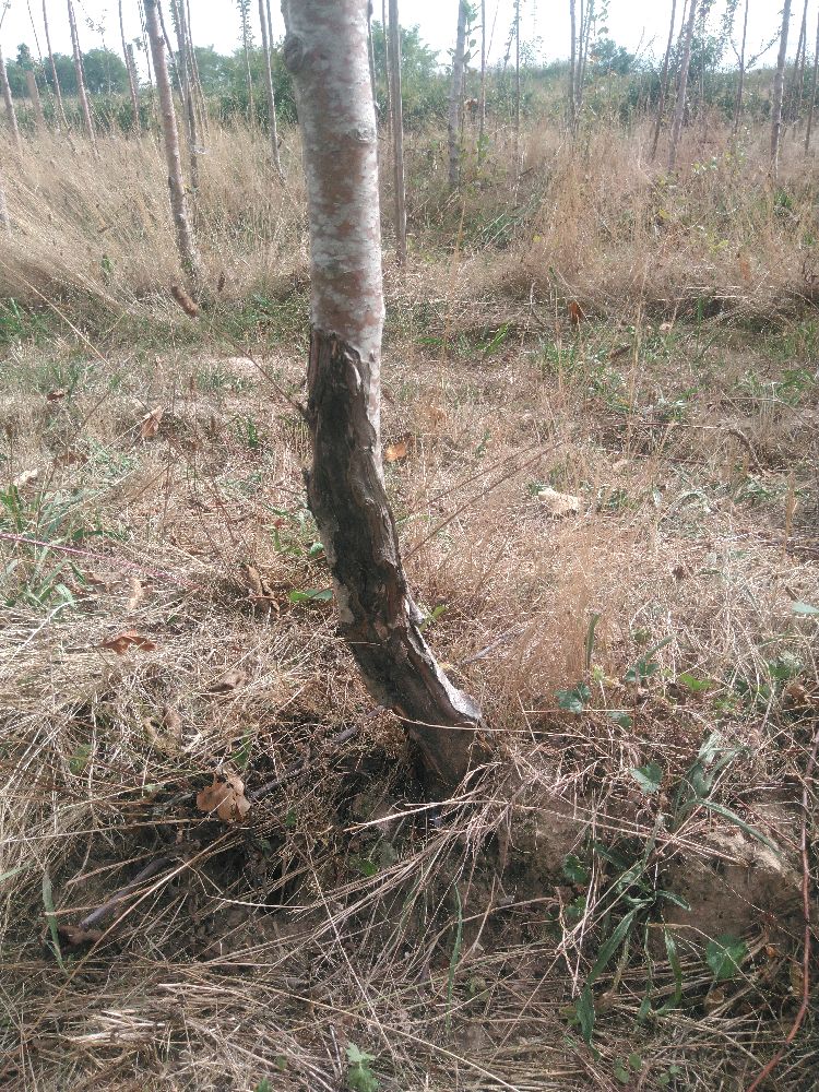Pommier - de Lestre - Tige Haute - Force 1 - Cicatrice