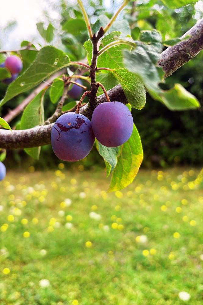 Prunier Cirette - Arbres de plein vent - Premium