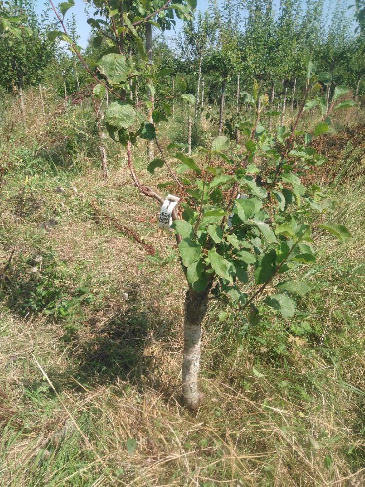 Prunier - Cirette - Buisson - Force 1 - Autre