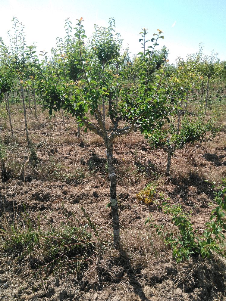 Prunier - Mirabelle de Nancy - Tige Quart - Force 5 - Tête déséquilibrée