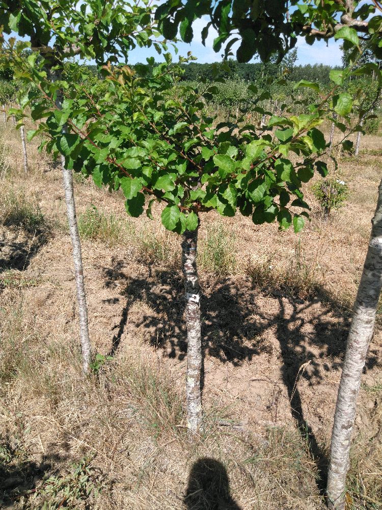 Prunier - des Bejonnieres - Tige Quart - Force 4 - Cicatrice